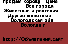 продам корову › Цена ­ 70 000 - Все города Животные и растения » Другие животные   . Вологодская обл.,Вологда г.